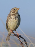 Corn Bunting, Balranald, North Uist