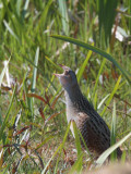 Corncrake, Balranald, North Uist