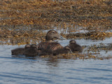 Eider, Loch Uisgebhagh, Benbecula