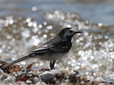 Pied Wagtail, Ross Wood-Loch Lomond, Clyde