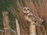 Short-eared Owl, Balranald, North Uist
