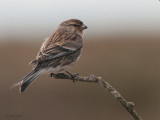 Twite, Ruabhal, Benbecula