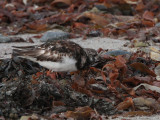 Turnstone, Stinky Bay, Benbecula