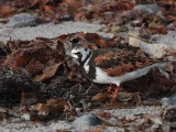 Turnstone, Stinky Bay, Benbecula