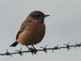 Stonechat (female), Ruabhal, Benbecula