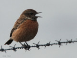 Stonechat (female), Ruabhal, Benbecula