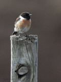 Stonechat (male), Ruabhal, Benbecula