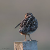 Snipe, Balranald, North Uist