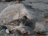 Sanderling, Stinky Bay, Benbecula