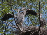 Grey Heron Family, Loch Lomond NNR