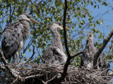 Grey Heron Family, Loch Lomond NNR