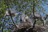 Grey Heron Family, Loch Lomond NNR