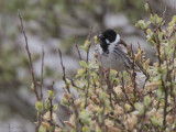 Reed Bunting, Ruabhal, Benbecula