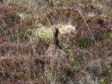 Red Grouse, Ruabhal, Benbecula