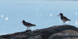 Oystercatcher, Greinetobht, North Uist