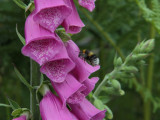 Foxglove and Bumblebee, Finnich Glen