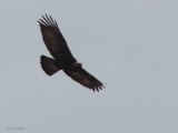 Golden Eagle, Benbecula