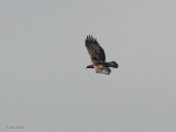 Golden Eagle, Benbecula