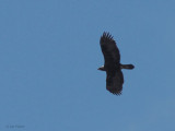 Golden Eagle, Benbecula