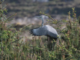 Grey Heron, Loch Aineort, South Uist