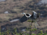 Grey Heron, Loch Aineort, South Uist