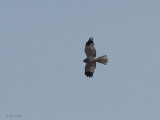 Hen Harrier, Benbecula