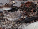 Knot, Stinky Bay, Benbecula
