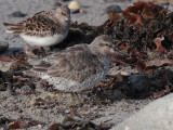 Knot, Stinky Bay, Benbecula