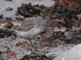 Knot, Stinky Bay, Benbecula