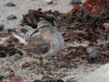 Knot, Stinky Bay, Benbecula