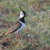 Lapwing, Greinetobht, North Uist