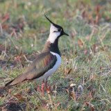 Lapwing, Greinetobht, North Uist