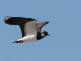 Lapwing, Greinetobht, North Uist