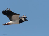 Lapwing, Greinetobht, North Uist
