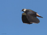 Lapwing, Greinetobht, North Uist