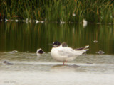 Little Gull, Musselburgh, Lothian