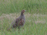 Grey Partridge, Musselburgh, Lothian