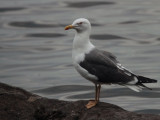 Lesser Black-backed Gull, Sallochy Bay-Loch Lomond, Clyde