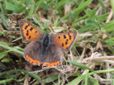Small Copper, Crom Mhin marsh-Loch Lomond NNR