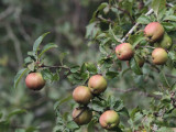 Wild Crab Apple, Loch Lomond NNR