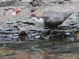 Dipper, Rouken Glen Park, Glasgow