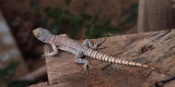 Collared Iguanid, Kirindy, Madagascar