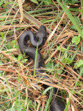 Madagascar Tree Boa, Andasibe, Madagascar