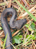 Madagascar Tree Boa, Andasibe, Madagascar