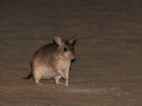 Giant Jumping Rat, Kirindy, Madagascar