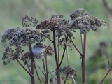 Barred Warbler, Fair Isle