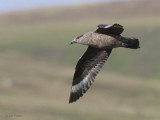 Great Skua, Fair Isle