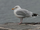 Herring Gull, Lerwick harbour, Shetland