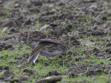 Lapland Bunting, Fair Isle