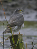 Eurasian Sparrowhawk, Barons Haugh RSPB, Clyde